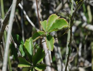 Cyphostemma adenocaule leaves