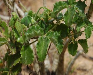 Cyphostemma adenocaule with Jatropha spicata