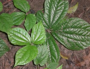 Dioscorea aff. sansibariensis