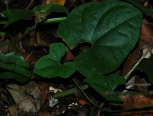 Dioscorea sp. Arabuko