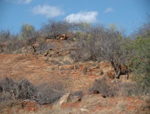 Dorstenia Hill