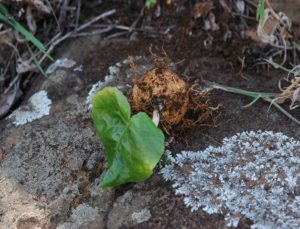 Dorstenia barminiana ssp. teleckii