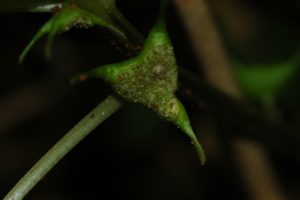 Dorstenia cuspidata v. brinkmanniana flower