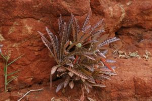 Dorstenia lancifolia