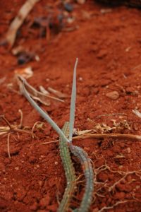 Echidnopsis sp. Wangala