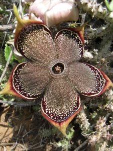 Edithcolea-grandis-Bamba