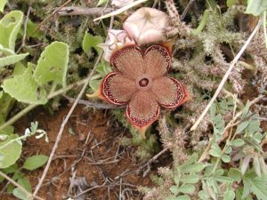 Edithcolea-grandis-Kaloleni