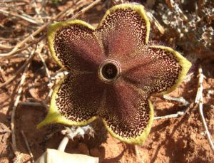 Edithcolea grandis yellow corona