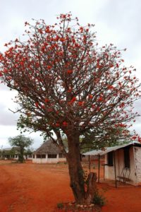 Erythrina burtii