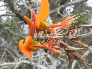 Erythrina-saxleuxii