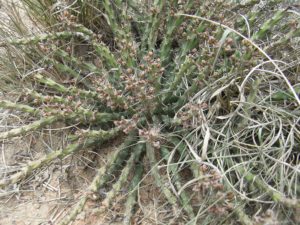 Euohorbia-sp.-Mukondoni-Fruits