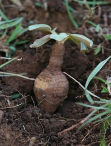 Euphorbia brunellii