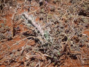 Euphorbia buruana