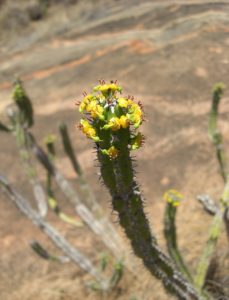 Euphorbia classenii