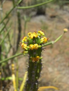 Euphorbia classenii flowering