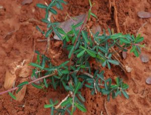 Euphorbia cuneata ssp. pumilans