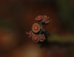 Euphorbia furcata Taru