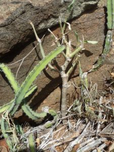 Euphorbia goetzeii