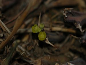 Euphorbia graciliramea