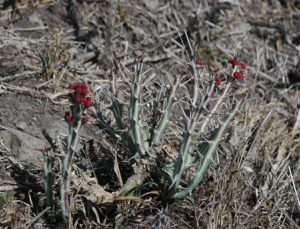 Euphorbia meridionalis