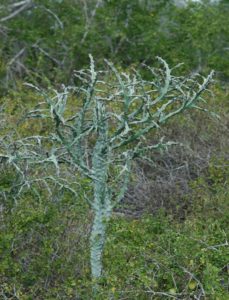 Euphorbia robecchii