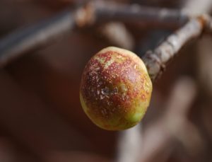 Euphorbia scheffleri fruit