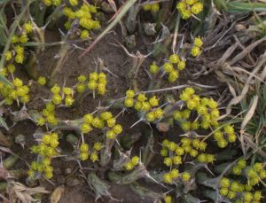 Euphorbia similiramea flowering