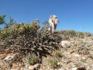 Euphorbia sp. Archers Post with Caralluma acutangula