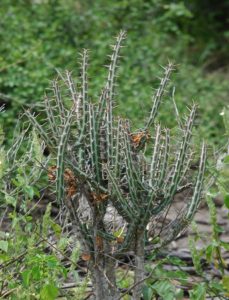 Euphorbia sp. Garsen