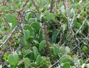 Euphorbia sp. Garsen flowering
