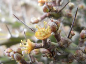 Euphorbia-sp.-Mukondoni-flower.