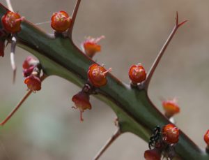 Euphorbia sp. North of Garissa