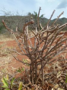 Euphorbia sp. Sagala