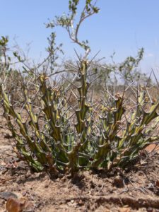 Euphorbia sp. novus Thola