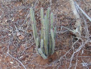 Euphorbia-spiny-shrub