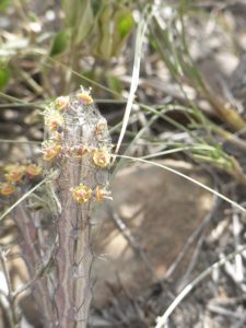 Euphorbia-tenuispinosa-Mackinnon