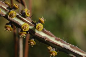 Euphorbia tenuispinosa Maji Ya Chumvi