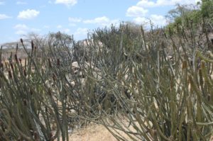 Euphorbia tescorum