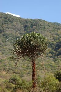 Euphorbia tree Maungu