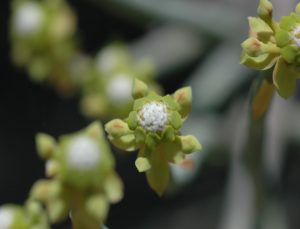 Euphorhia aff. gossypifolia