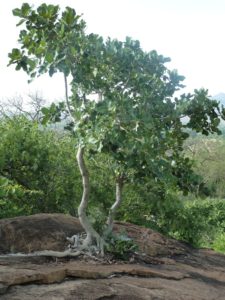 Ficus sp.Ghazi