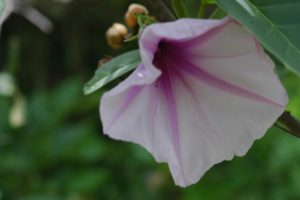 Ipomoea lapidosa