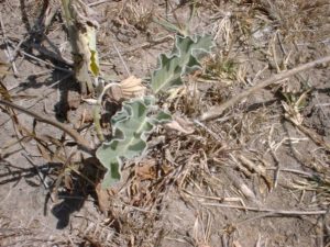 Ipomoea longituba