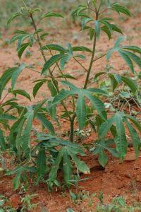 Jatropha hildebrandtii v. torrentis-lugardae