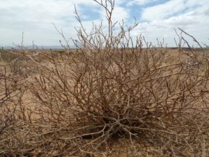 Jatropha parvifolia