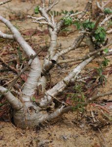 Jatropha spicata