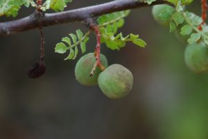 Lannea elata fruits