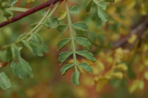 Lannea elata leaves