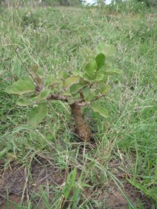 Lannea sp. Machakos