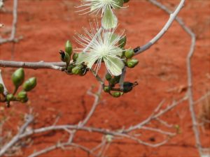 Maeura-edulis-flower